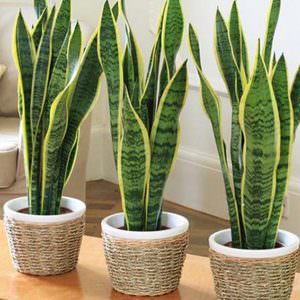 Sansevieria (snake plant)