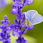 Butterfly on lavender