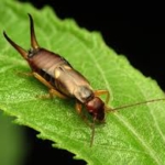 Earwig