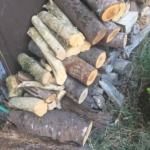 Log piles will attract both earwigs and rove beetles