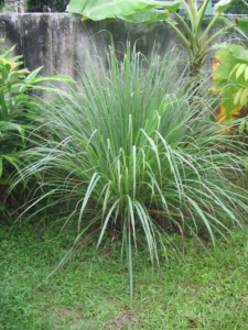 Lemongrass