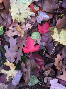 fall leaves